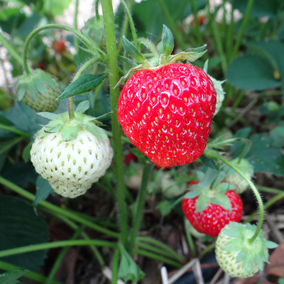 Red and green strawberries growing on plant