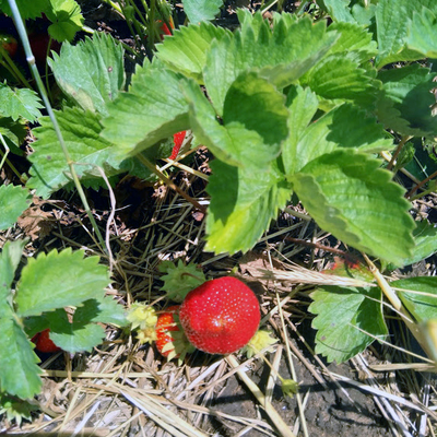 Strawberry plants with ripe berries.