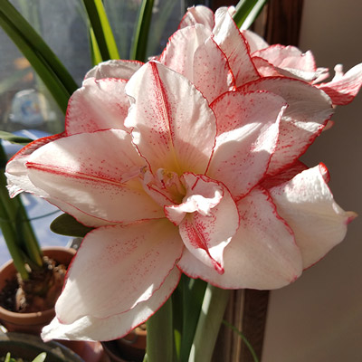 'Striped Amadeus' light pink with red edge flowering amaryllis