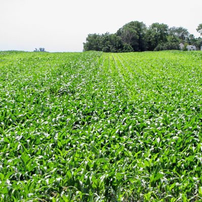Corn field in early summer.
