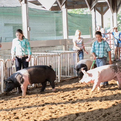 A girl and a boy showing pigs in a show ring.