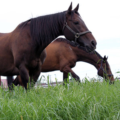 Two horses grazing in pasture.