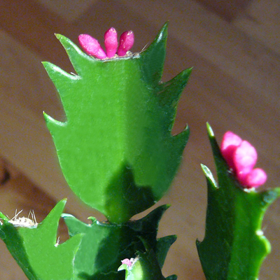 Branch sections and flower buds of Thanksgiving cactus