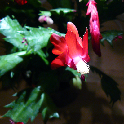 Close-up of red Thanksgiving cactus flower