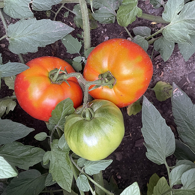 Three tomatoes on the vine in a garden.