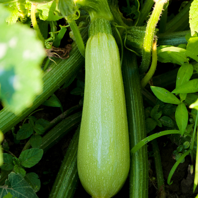 Image of Summer squash vegetable to plant in June