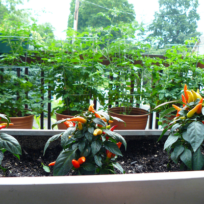 Small pepper plants with red, orange, and yellow ornamental peppers grow in a trough at the front of the image. Behind them are four tomatoes growing in terracotta pots with metal tomato cages. The plants are on a deck, with trees and the roofline of a house in the background.