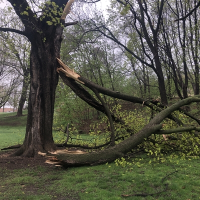 Tree branches damaged after storm