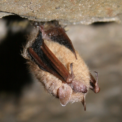 Tri-colored bat (Perimyotis subflavus). Photo credit: Ann Froschauer/USFWS