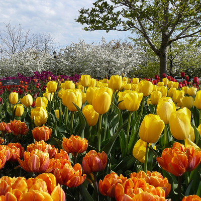 Tulips at the MN Landscape Arboretum