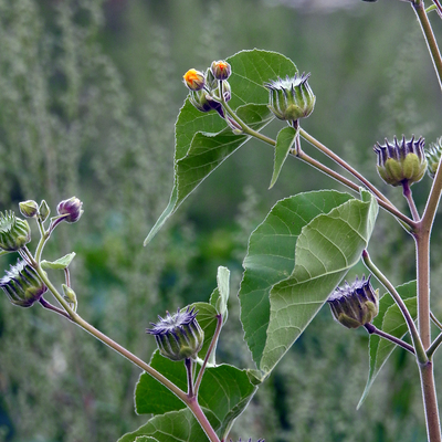 Velvetleaf with yellow flower buds and large seed pods.