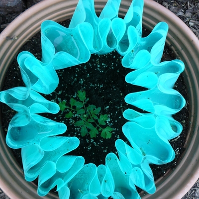 Blue water-filled tomato protector in pot with tomato seedling growing inside