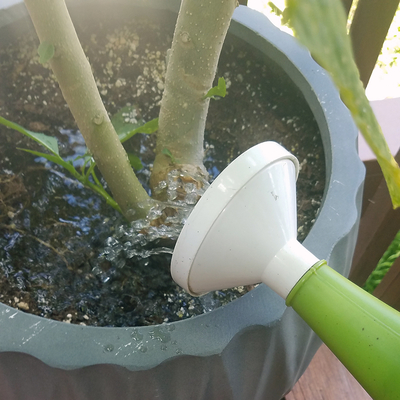 Watering can pouring water on root area of a woody plant in a pot.