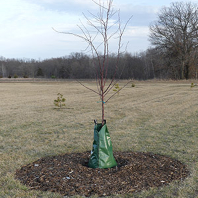 Young tree in grassy field with green plastic bag around base extending up to mid-trunk