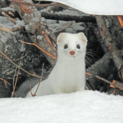 A white weasel in the snow