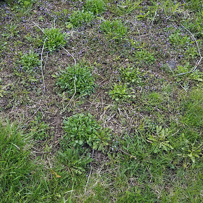 Weeds in an area of thin grass.