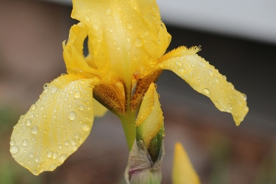 watered Irise