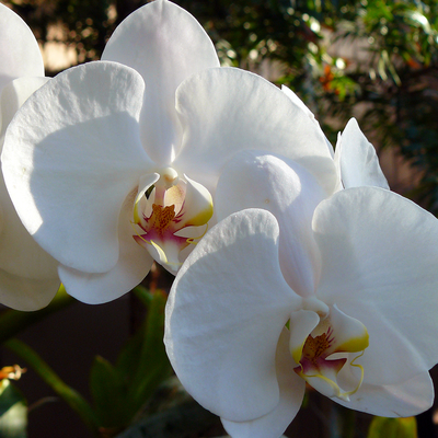 Moth orchid plant with three white flowers.