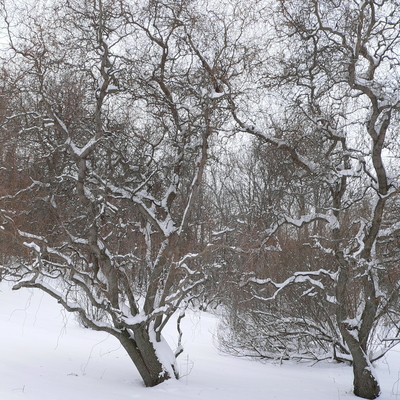 Small grey trees with twisted vertical branches against a snowy woodland area.