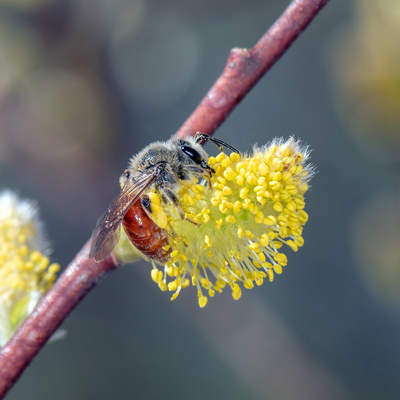 Bee on a willow tree stem with flower.