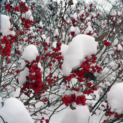 Bright red berries on an upright twiggy shrubs against white snow.