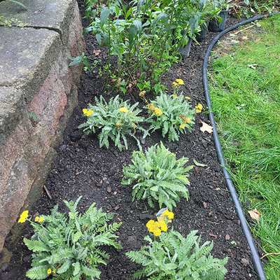 Plant bed next to a low garden wall with fresh soil and young yarrow plants with yellw flowers.