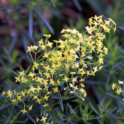 Yellow bedstraw flowers have many branching clusters of small yellow flowers attached at leaf axil in the upper plant.
