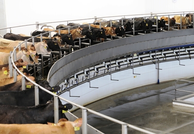 circular milking parlor with cows