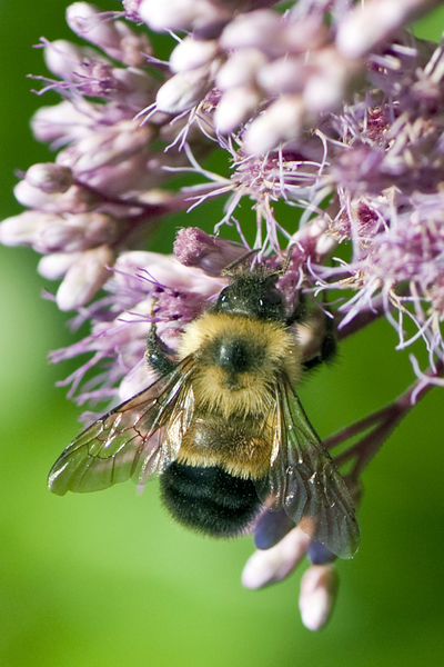 A rusty-patched bumble bee on a Joe Pye weed flower.
