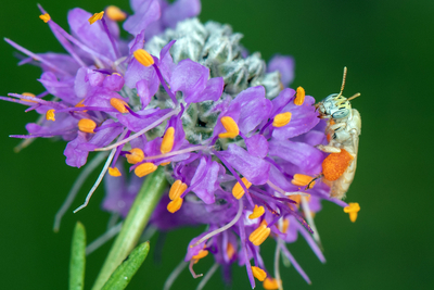 Pale miner bee on purple prairie clover.
