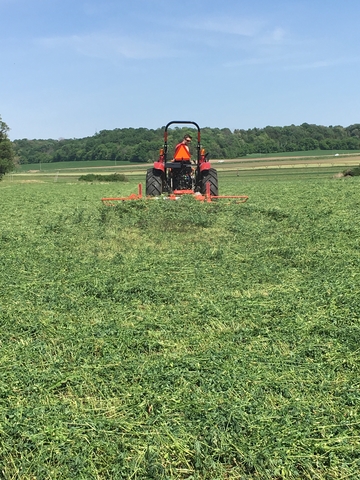 Tedding alfalfa