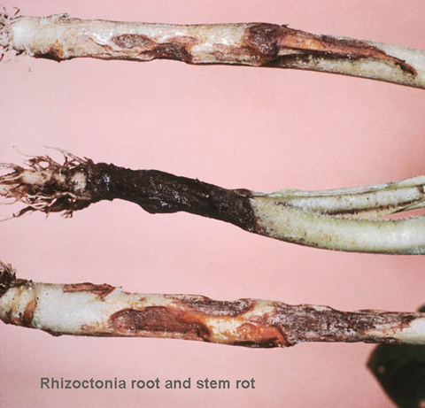 three lower plant stems each with lesions and decay.