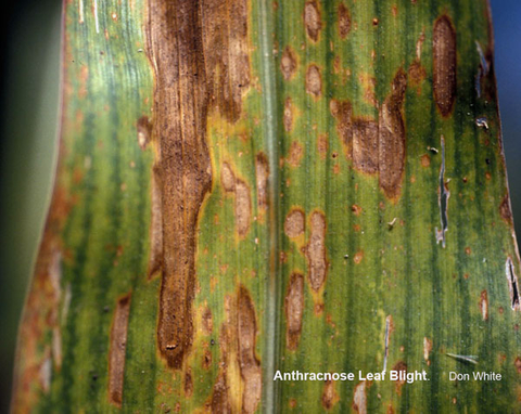 corn leaf with brown lesions also tan lesions with brown edges.