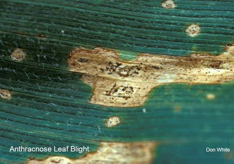 close up of corn leaf with tan lesion with brown edge.