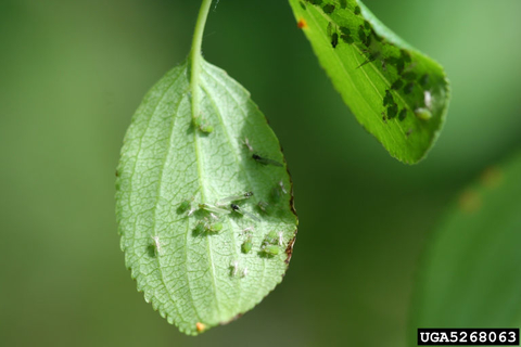 winged and wingless adult soybean aphid attached to buckthorn leaves.jpg
