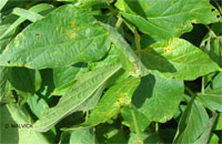 many leaves, some with holes, some with slight yellow and brown discoloration.