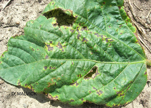 leaf with holes, brown and yellow spots.