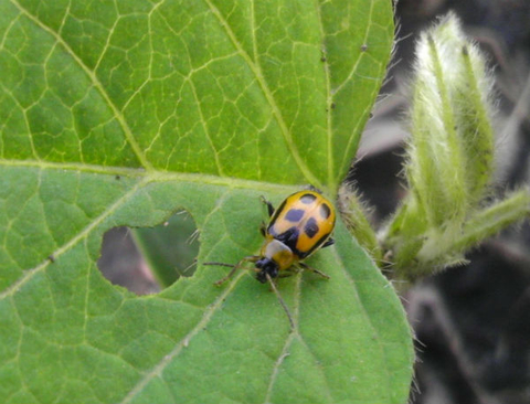 bean leaf beetle feeding.