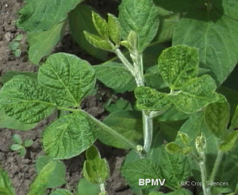 soybean plant that has not matured like the plants around it.