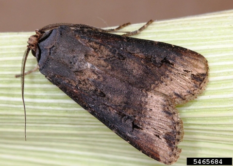 adult black cutworm with wings closed on a leaf. 