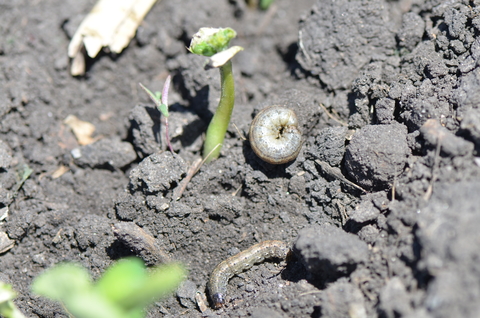 black cutworm larva on soil.