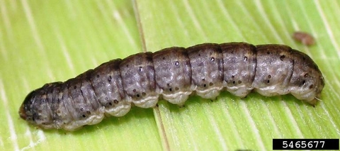 black cutworm larva stretched out on a leaf.