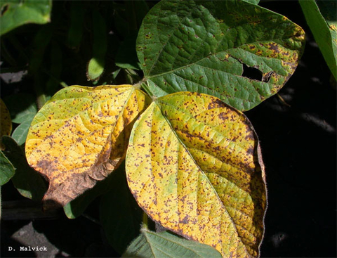 Yellow And Brown Spots on Leaves 