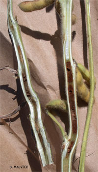 cut-a-way view of two soybean plant stems with brown pith.