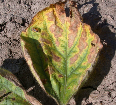 single soybean leaf with brown and yellow discoloration between the veins laying on soil.