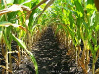 corn row with poor canopy development