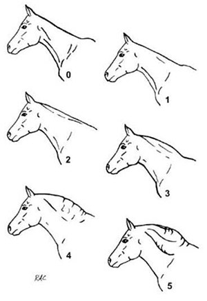 drawing of six horse heads with cresty neck scoring on each of them.