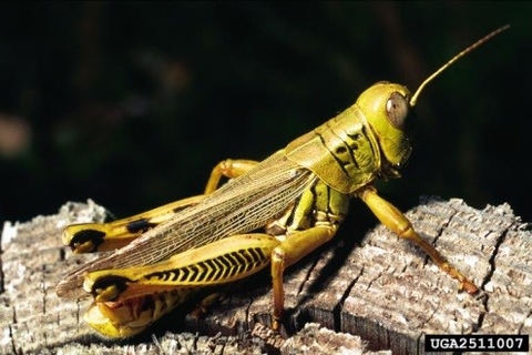 adult differential grasshopper on a cut piece of a tree. 