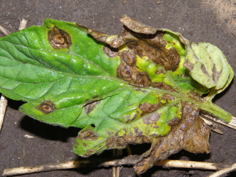 Early Blight Of Tomato Umn Extension,Virginia Sweetspire Leaves
