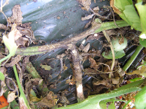 Early Blight Of Tomato Umn Extension,Severe Macaw Baby